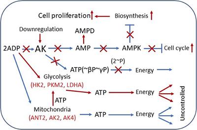 Adenylate Kinase and Metabolic Signaling in Cancer Cells